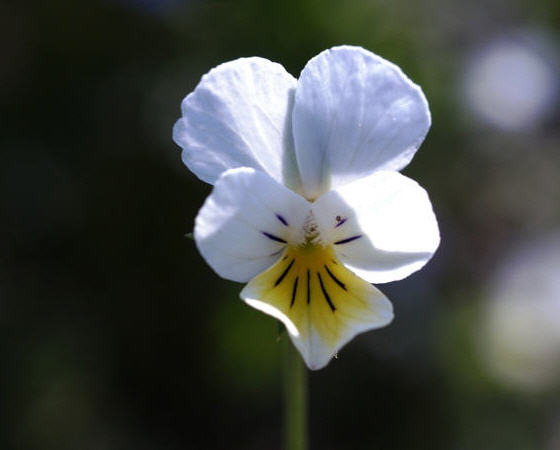 Viola arvensis 200 Samen Acker-Stiefmütterchen