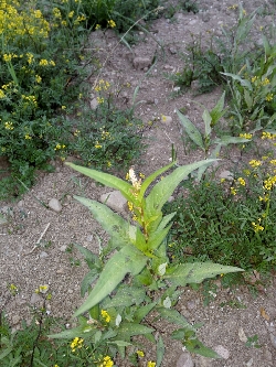 Dieses Unkraut wächst in meinem Garten - Samen waren schon im Humus. Welches Pflänzchen ist das?