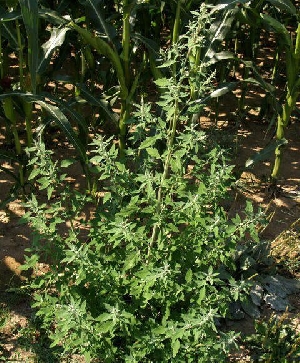 Ausgewchsene Pflanzen des Weißen Gänsefußes können bis zu 2 m Höhe erreichen.