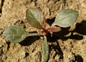 Grünlicher Amaranth im 3-4-Blattstadium