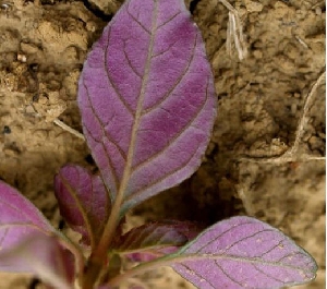 Grünlicher Amaranth mit typisch rötlichem Blattgrund