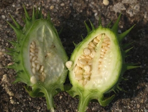 Stechapfel: Unreife Samen in Fruchtkapsel