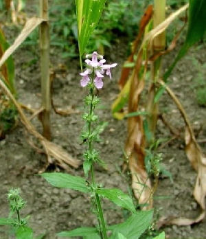 Sumpfziest: Pflanze mit reifen Samen